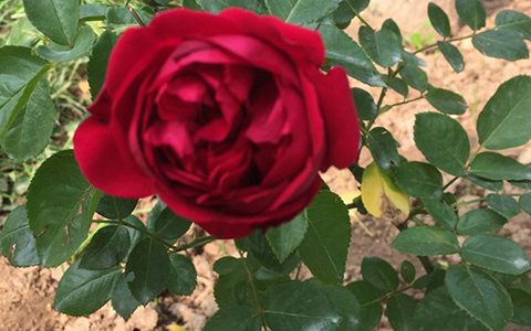 什么是藤本月季嫁接苗