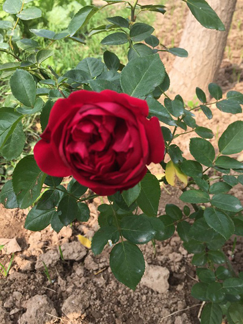 什么是藤本月季嫁接苗