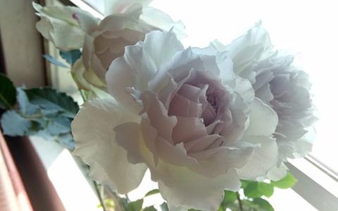 加百列大天使月季耐阴吗