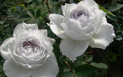 加百列大天使月季能长多高