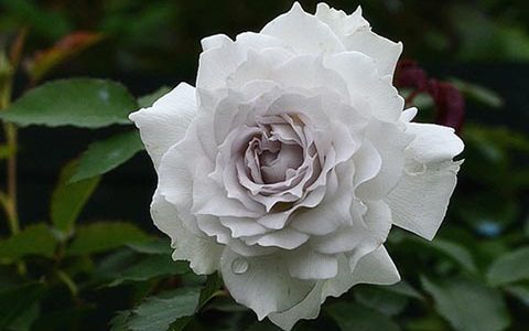 加百列大天使月季耐热耐晒吗