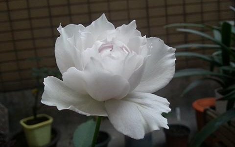 加百列大天使月季为什么难养