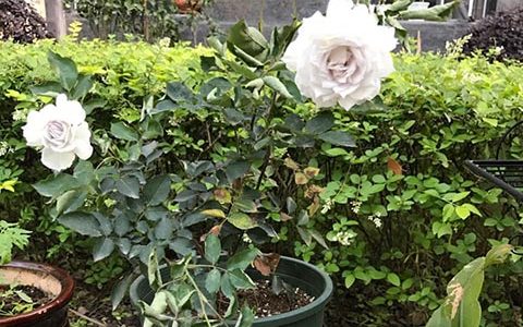 加百列大天使月季好养吗