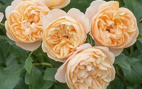 罗尔德达尔月季的优缺点