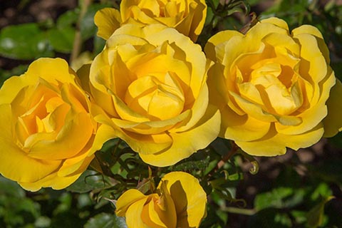 Rayon De Soleil