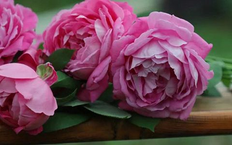 牡丹月季的优缺点