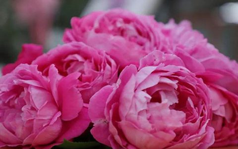 牡丹月季一年开几次花