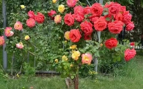 双色棒棒糖月季有哪些优点