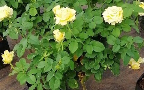 贝壳月季棒棒糖