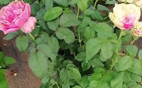 风月友禅双色棒棒糖