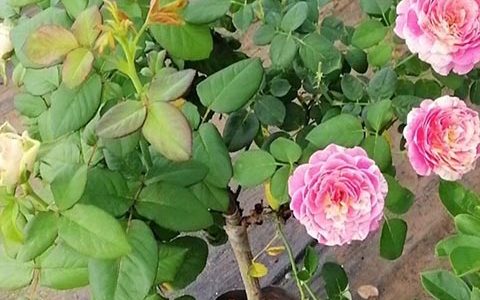 双色棒棒糖月季养护有什么注意的地方
