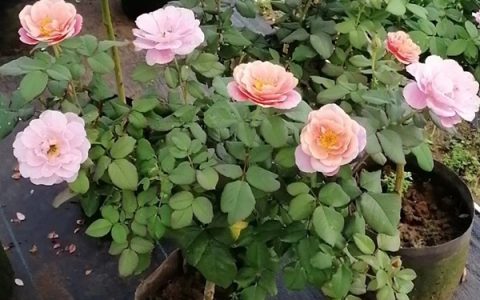 遥远的鼓声棒棒糖