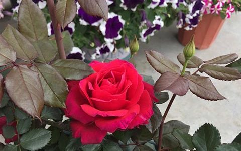 米迦勒大天使(天使长)月季的优缺点