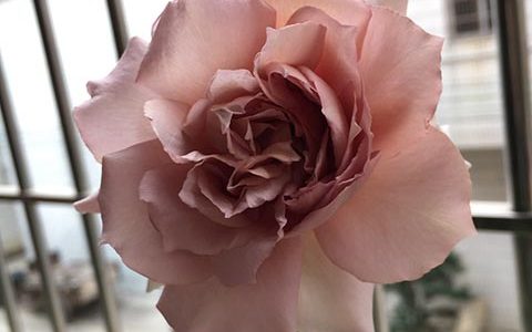 大地天使/亚列尔月季的优缺点