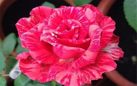 红色直觉月季的优缺点