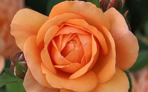 路易斯·克莱门茨