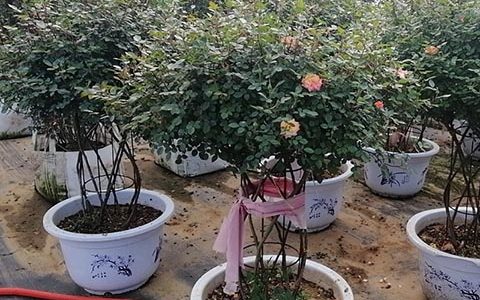 月季花球都有哪些品种