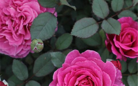 扇子月季的优缺点