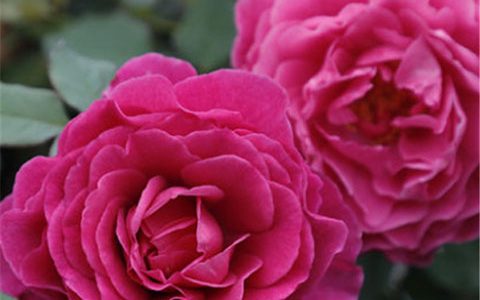 扇子月季花的花期有多久