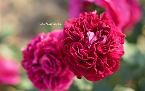 隐喻/寓言月季的优缺点