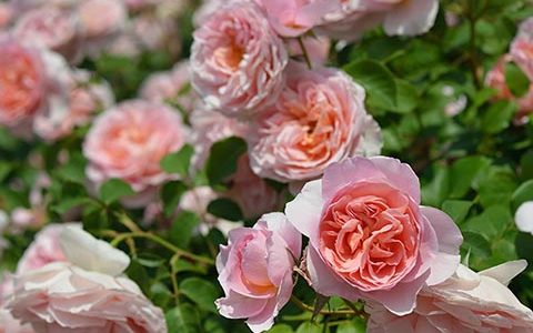 舍农城堡的贵妇