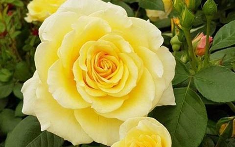 格罗夫纳屋酒店