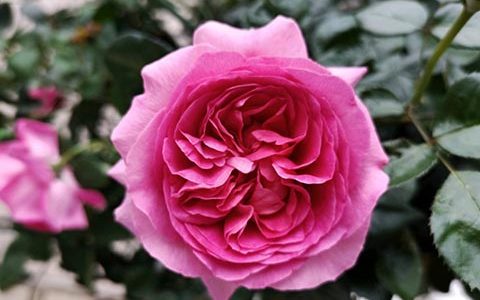 特拉方特月季的优缺点