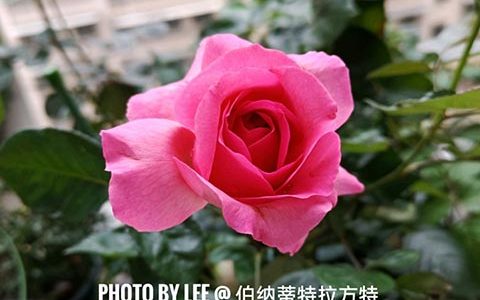 伯纳蒂特拉方特