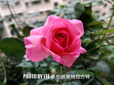 伯纳蒂特拉方特