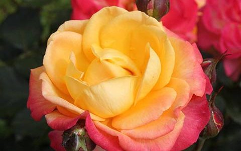 火焰之星/燃烧星辰月季的优缺点