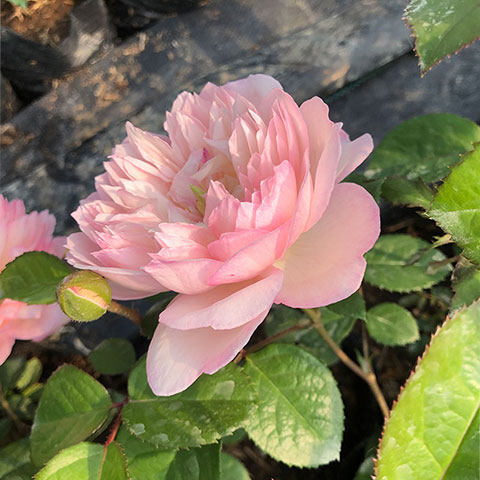 颍荷