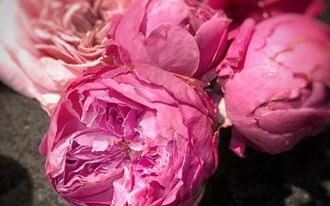 为了你的家庭/宜家月季的优缺点