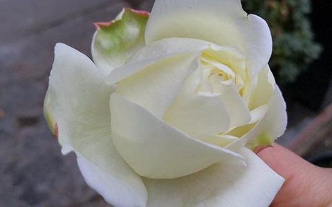 伊芙白法师伯爵月季的优缺点