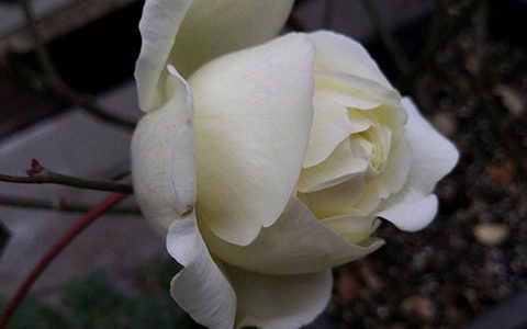 伊芙白法师伯爵