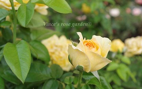 纪念马塞尔普鲁斯特月季的优缺点