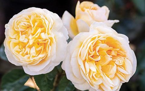 月色浪漫月季的优缺点