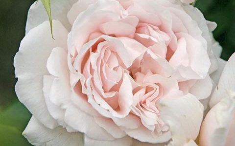 怦然心动/第一次心动