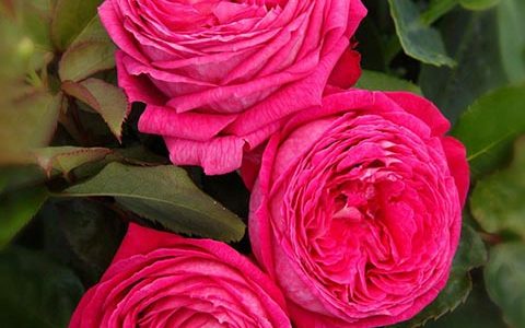 男爵夫人卡洛琳