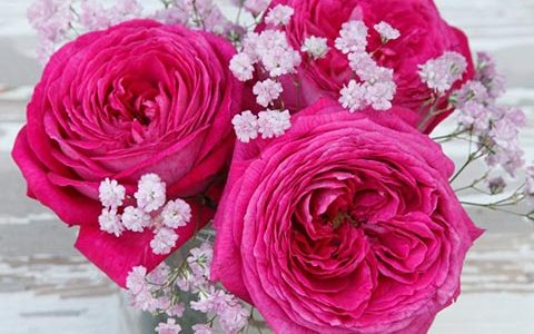 卡洛琳夫人/男爵夫人卡洛琳月季的优缺点