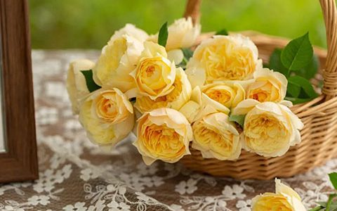 雀啾月季的优缺点