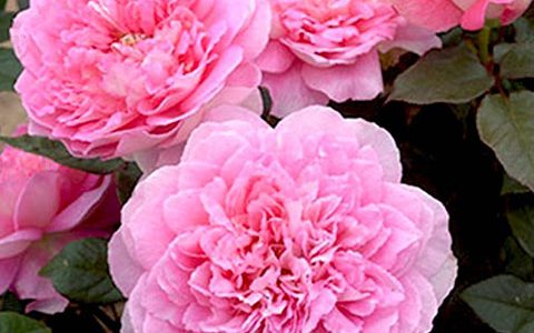 婆罗洲之香月季开花几天散