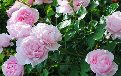 娜塔莎·理查森