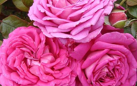 克莱尔·马歇尔