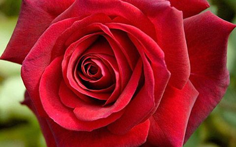 伊迪丝·琵雅芙