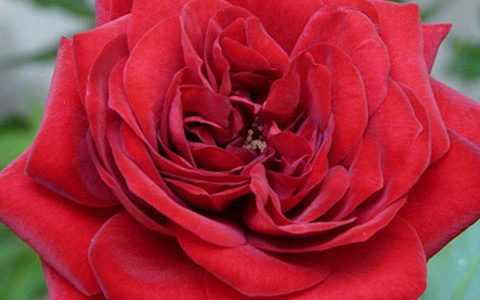 伊迪丝·琵雅芙月季的优缺点