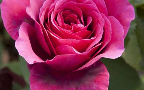 夏洛特·兰普林