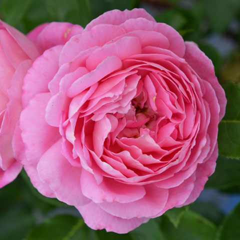 疯狂交际花