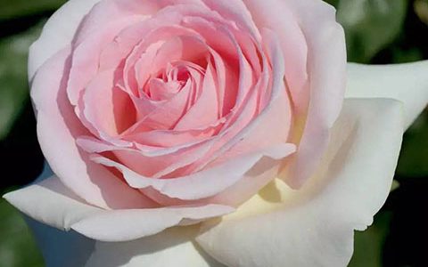 玫瑰是月季的一个品种吗