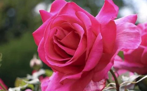 诉说月季大还是伟大世纪大