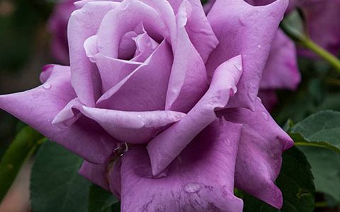 夏尔戴高乐月季的优缺点